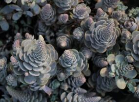 Orostachys 'Chinese Hat' - Orostachys iwarenge 'Chinese Hat'