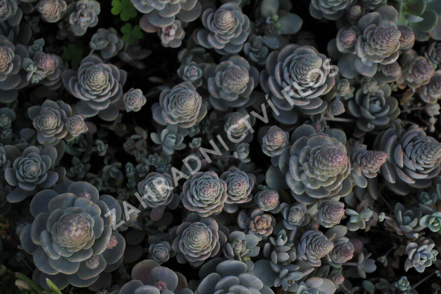 Orostachys 'Chinese Hat' - Orostachys iwarenge 'Chinese Hat'
