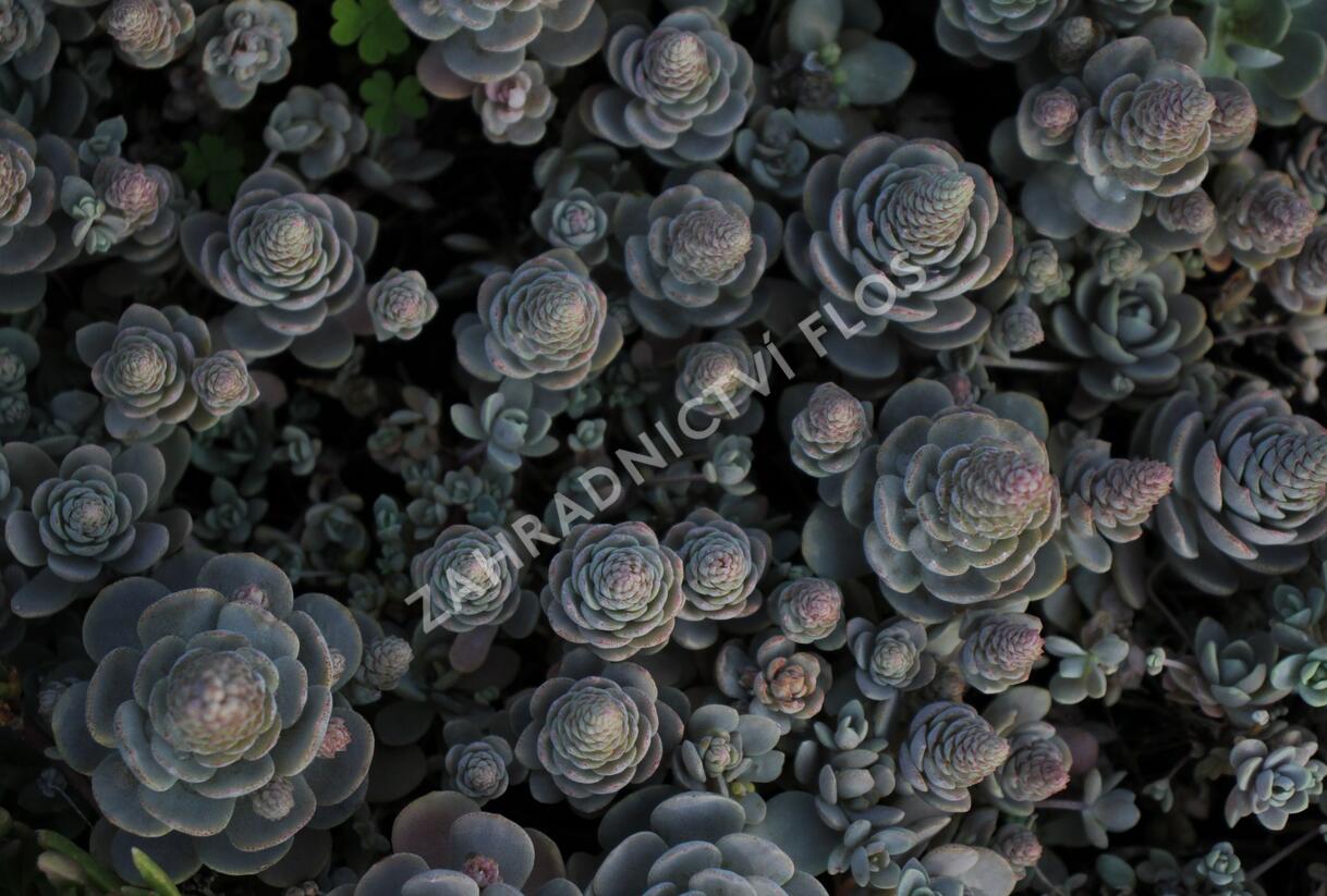 Orostachys 'Chinese Hat' - Orostachys iwarenge 'Chinese Hat'