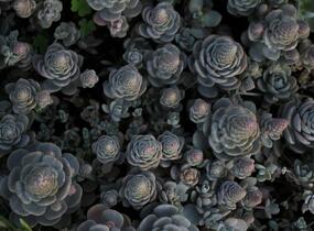 Orostachys 'Chinese Hat' - Orostachys iwarenge 'Chinese Hat'