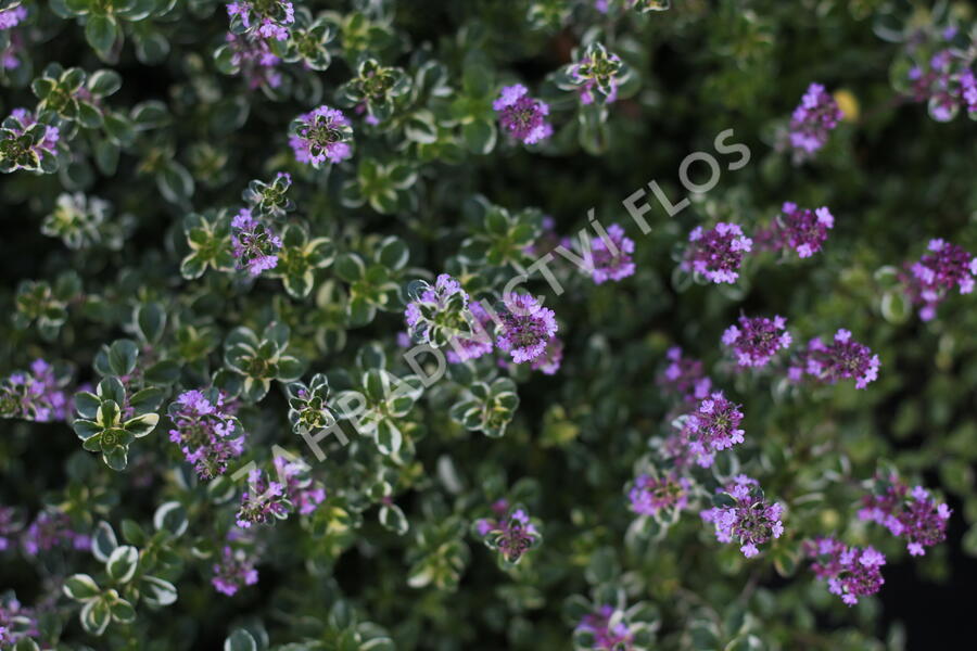 Mateřídouška vejčitá 'Foxley' - Thymus pulegioides 'Foxley'