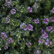 Mateřídouška vejčitá 'Foxley' - Thymus pulegioides 'Foxley'