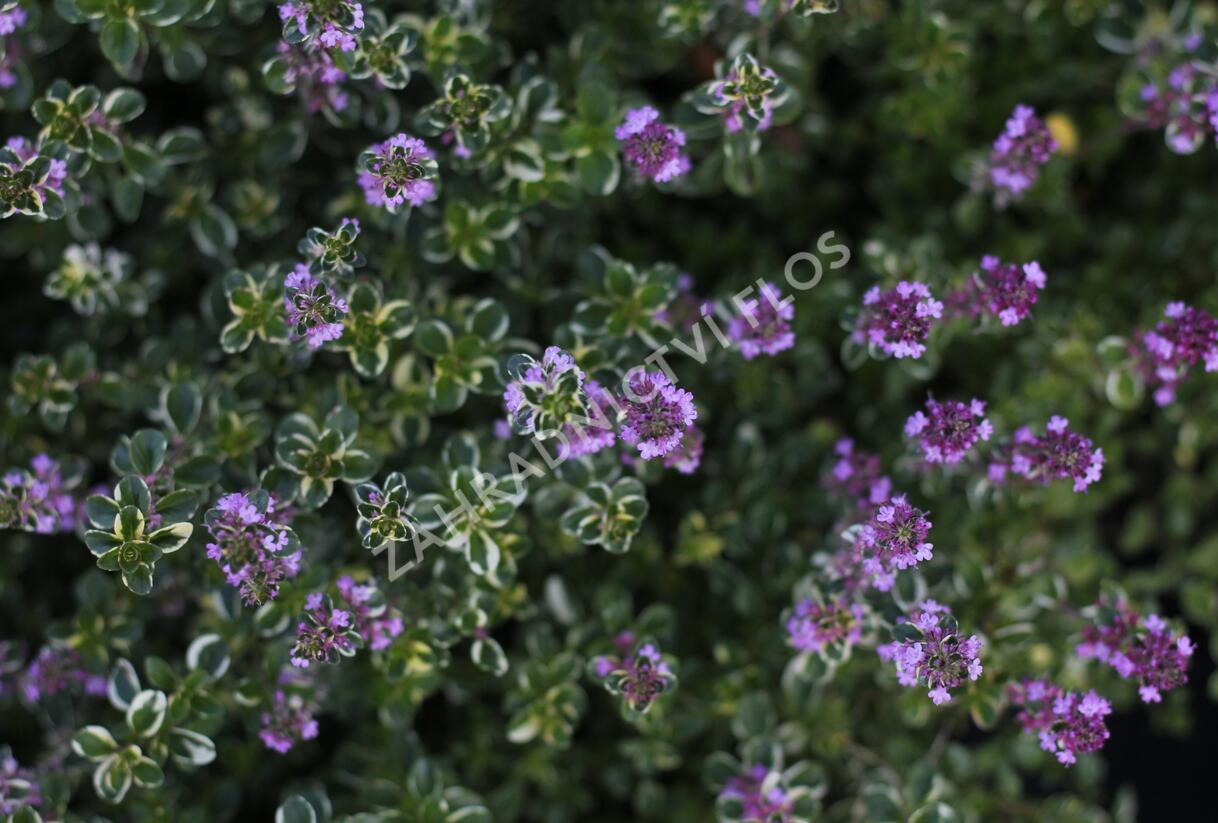 Mateřídouška vejčitá 'Foxley' - Thymus pulegioides 'Foxley'