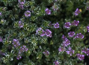 Mateřídouška vejčitá 'Foxley' - Thymus pulegioides 'Foxley'