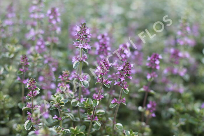 Mateřídouška vejčitá 'Foxley' - Thymus pulegioides 'Foxley'