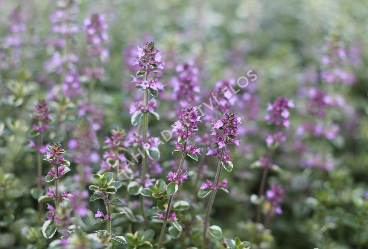 Mateřídouška vejčitá 'Foxley' - Thymus pulegioides 'Foxley'