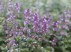 Mateřídouška vejčitá 'Foxley' - Thymus pulegioides 'Foxley'