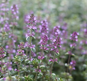 Mateřídouška vejčitá 'Foxley' - Thymus pulegioides 'Foxley'