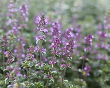 Mateřídouška vejčitá 'Foxley'