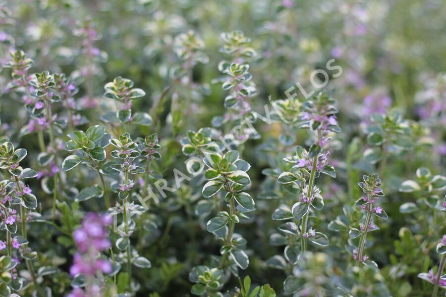 Mateřídouška vejčitá 'Foxley' - Thymus pulegioides 'Foxley'