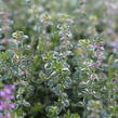 Mateřídouška vejčitá 'Foxley' - Thymus pulegioides 'Foxley'