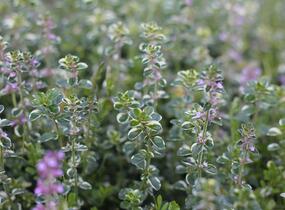 Mateřídouška vejčitá 'Foxley' - Thymus pulegioides 'Foxley'
