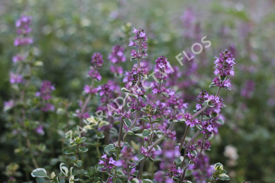 Mateřídouška vejčitá 'Foxley' - Thymus pulegioides 'Foxley'