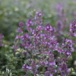 Mateřídouška vejčitá 'Foxley' - Thymus pulegioides 'Foxley'