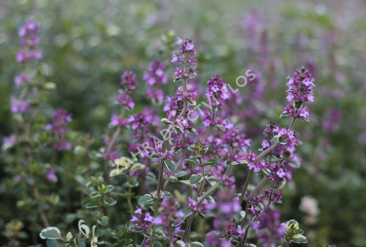 Mateřídouška vejčitá 'Foxley' - Thymus pulegioides 'Foxley'