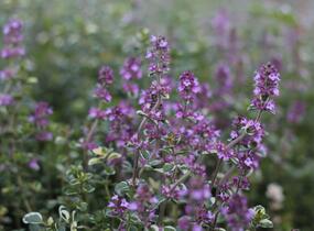 Mateřídouška vejčitá 'Foxley' - Thymus pulegioides 'Foxley'