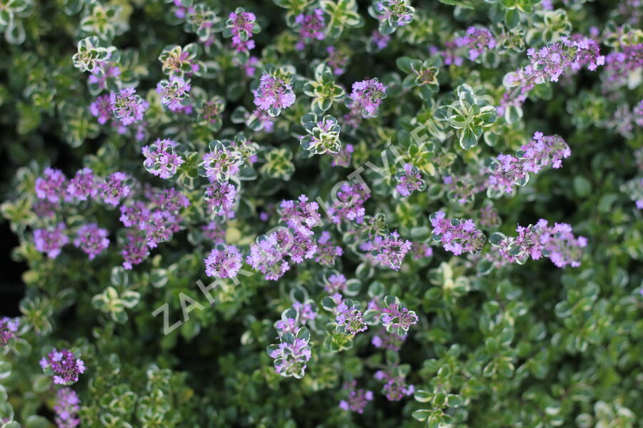 Mateřídouška vejčitá 'Foxley' - Thymus pulegioides 'Foxley'