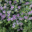 Mateřídouška vejčitá 'Foxley' - Thymus pulegioides 'Foxley'