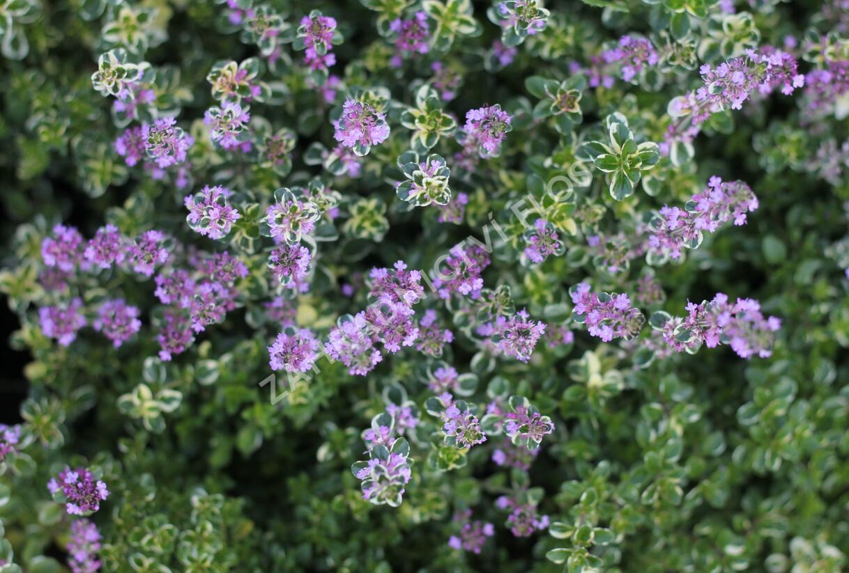 Mateřídouška vejčitá 'Foxley' - Thymus pulegioides 'Foxley'