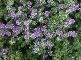 Mateřídouška vejčitá 'Foxley' - Thymus pulegioides 'Foxley'