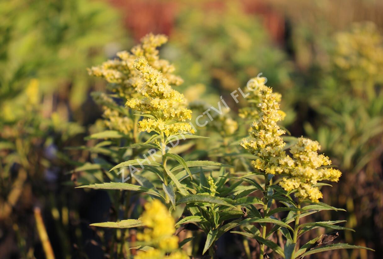 Zlatobýl kanadský 'Sweety' - Solidago canadensis 'Sweety'