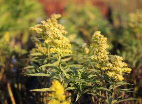 Zlatobýl kanadský 'Sweety' - Solidago canadensis 'Sweety'