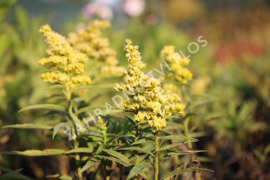 Zlatobýl kanadský 'Sweety' - Solidago canadensis 'Sweety'