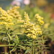 Zlatobýl kanadský 'Sweety' - Solidago canadensis 'Sweety'