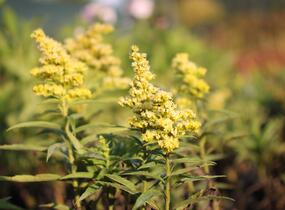 Zlatobýl kanadský 'Sweety' - Solidago canadensis 'Sweety'