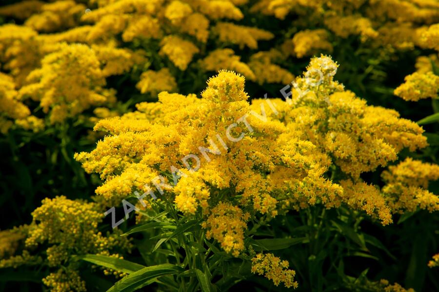 Zlatobýl kanadský 'Sweety' - Solidago canadensis 'Sweety'