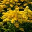 Zlatobýl kanadský 'Sweety' - Solidago canadensis 'Sweety'