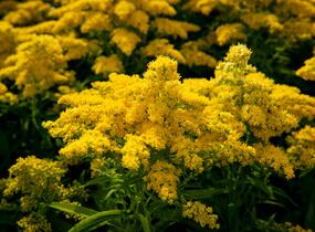 Zlatobýl kanadský 'Sweety' - Solidago canadensis 'Sweety'