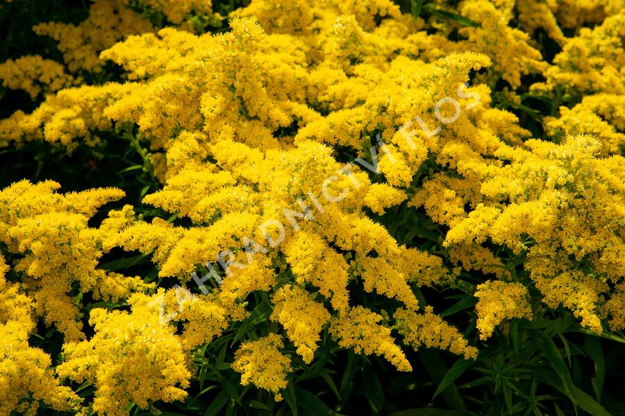Zlatobýl kanadský 'Sweety' - Solidago canadensis 'Sweety'