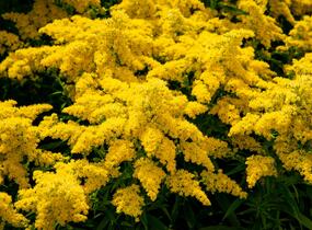 Zlatobýl kanadský 'Sweety' - Solidago canadensis 'Sweety'
