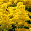 Zlatobýl kanadský 'Sweety' - Solidago canadensis 'Sweety'