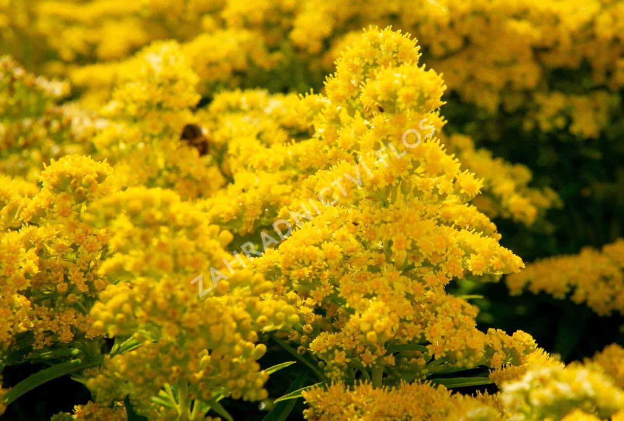 Zlatobýl kanadský 'Sweety' - Solidago canadensis 'Sweety'