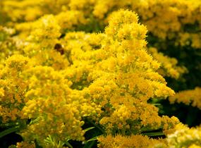 Zlatobýl kanadský 'Sweety' - Solidago canadensis 'Sweety'