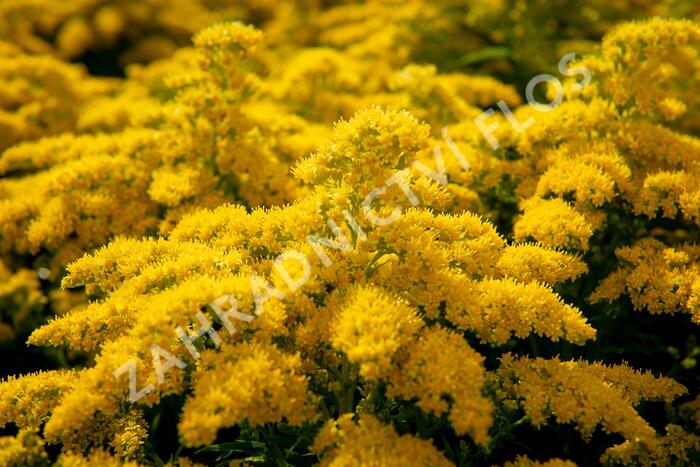 Zlatobýl kanadský 'Sweety' - Solidago canadensis 'Sweety'