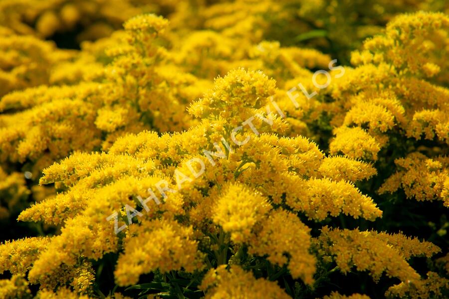 Zlatobýl kanadský 'Sweety' - Solidago canadensis 'Sweety'