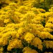 Zlatobýl kanadský 'Sweety' - Solidago canadensis 'Sweety'