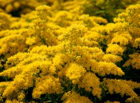 Zlatobýl kanadský 'Sweety' - Solidago canadensis 'Sweety'