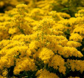 Zlatobýl kanadský 'Sweety' - Solidago canadensis 'Sweety'