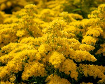 Zlatobýl kanadský 'Sweety'