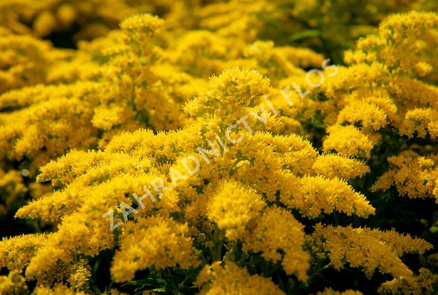 Zlatobýl kanadský 'Sweety' - Solidago canadensis 'Sweety'