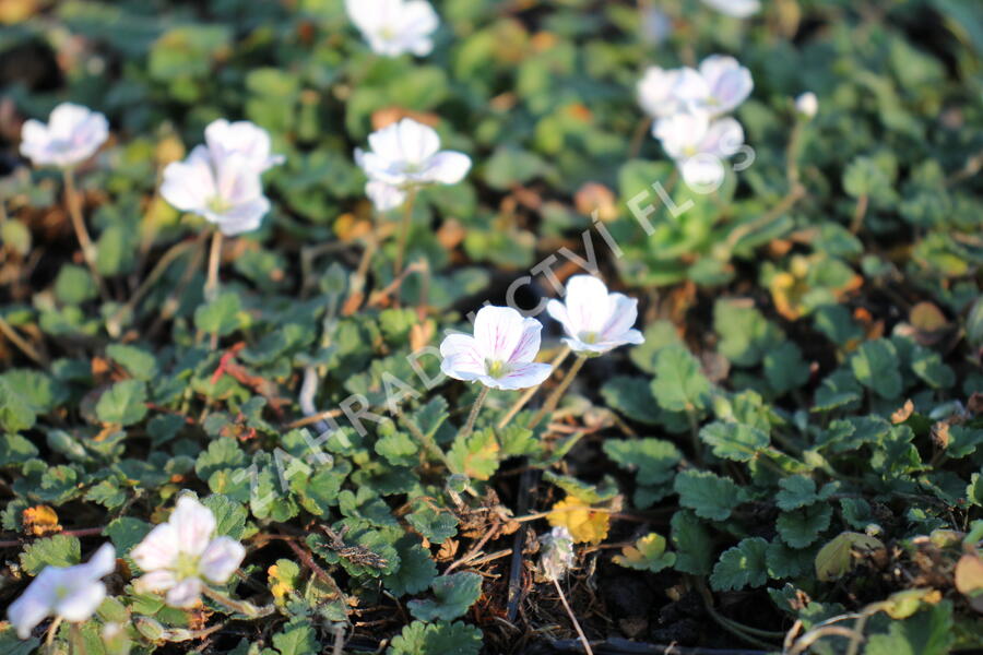 Pumpava reichardii 'Album' - Erodium reichardii 'Album'
