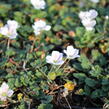 Pumpava reichardii 'Album' - Erodium reichardii 'Album'