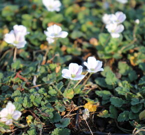 Pumpava reichardii 'Album' - Erodium reichardii 'Album'