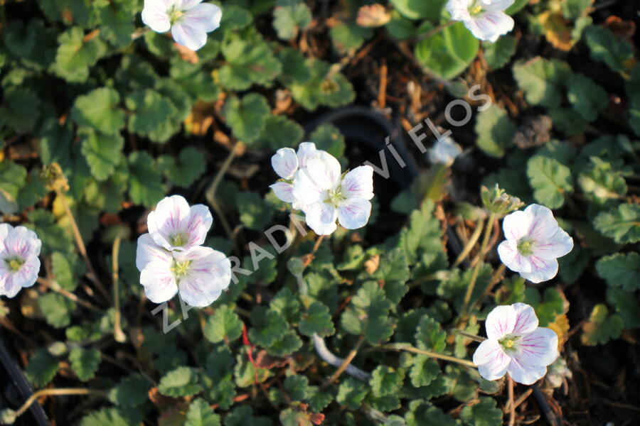 Pumpava reichardii 'Album' - Erodium reichardii 'Album'