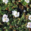 Pumpava reichardii 'Album' - Erodium reichardii 'Album'