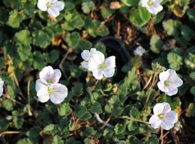 Pumpava reichardii 'Album' - Erodium reichardii 'Album'